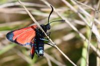 Zygaena transalpina