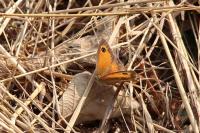 Pyronia tithonus