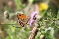 Pyronia tithonus