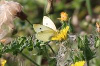 Pieris brassicae