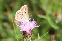 Aricia agestis