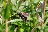 Autographa gamma