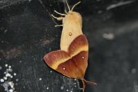 Lasiocampa quercus