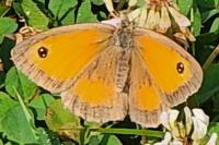 Pyronia tithonus