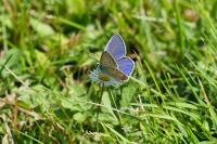 Polyommatus icarus