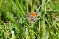 Coenonympha pamphilus