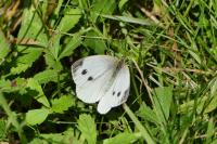 Pieris rapae