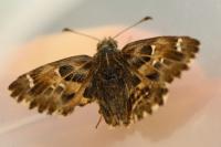 Carcharodus alceae