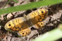 Lasiommata megera