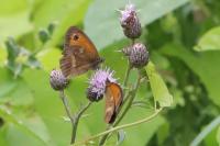 Pyronia tithonus
