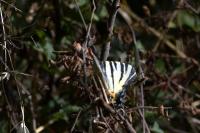 Iphiclides podalirius