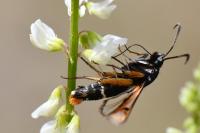 Pyropteron chrysidiforme