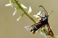 Pyropteron chrysidiforme