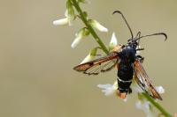 Pyropteron chrysidiforme