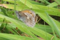 Coenonympha pamphilus