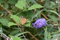 Vanessa cardui