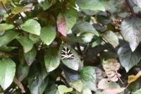 Euplagia quadripunctaria