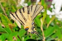 Iphiclides podalirius