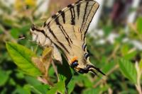 Iphiclides podalirius