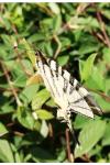 Iphiclides podalirius