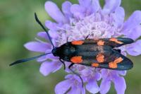 Zygaena transalpina