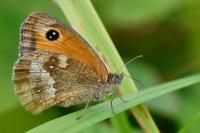 Pyronia tithonus