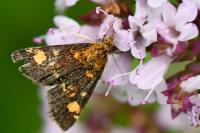 Pyrausta aurata
