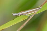 Pleurota aristella