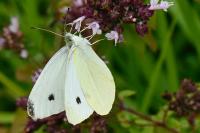 Pieris rapae