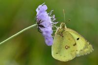 Colias alfacariensis