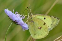 Colias alfacariensis