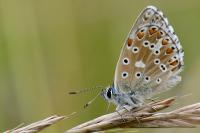 Lysandra bellargus