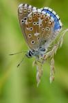 Lysandra bellargus
