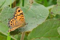 Lasiommata megera
