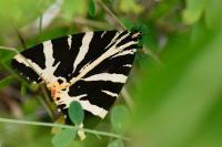 Euplagia quadripunctaria
