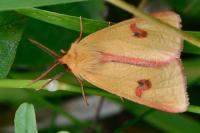 Diacrisia sannio