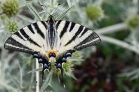 Iphiclides podalirius