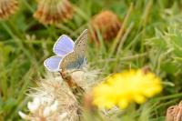 Polyommatus icarus