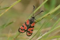 Zygaena carniolica