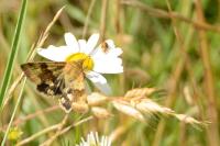 Heliothis viriplaca