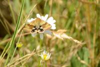 Heliothis viriplaca