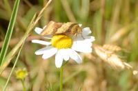 Heliothis viriplaca