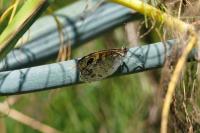 Lasiommata maera