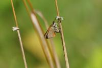 Thymelicus sylvestris
