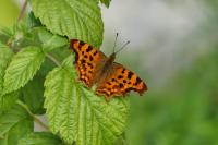 Polygonia c-album