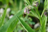 Ochlodes sylvanus