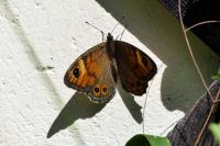 Lasiommata maera