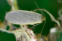 Collita griseola
