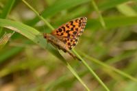 Boloria dia
