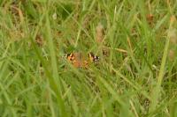 Vanessa cardui